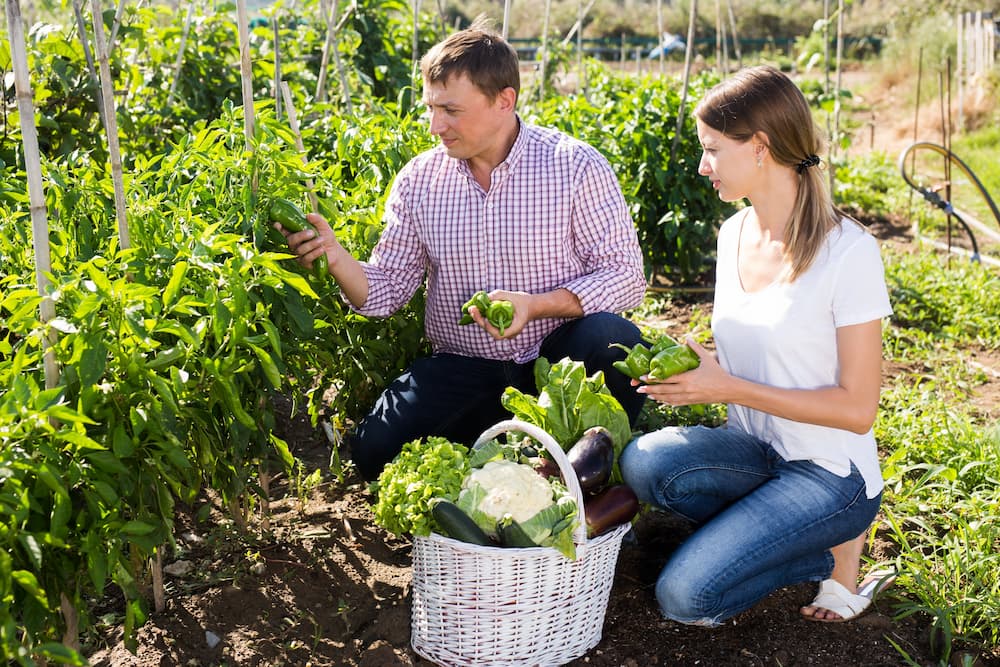 Четыре сезона