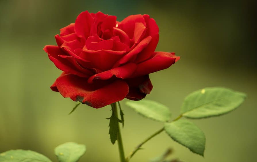 Царица сада. Сезон 1