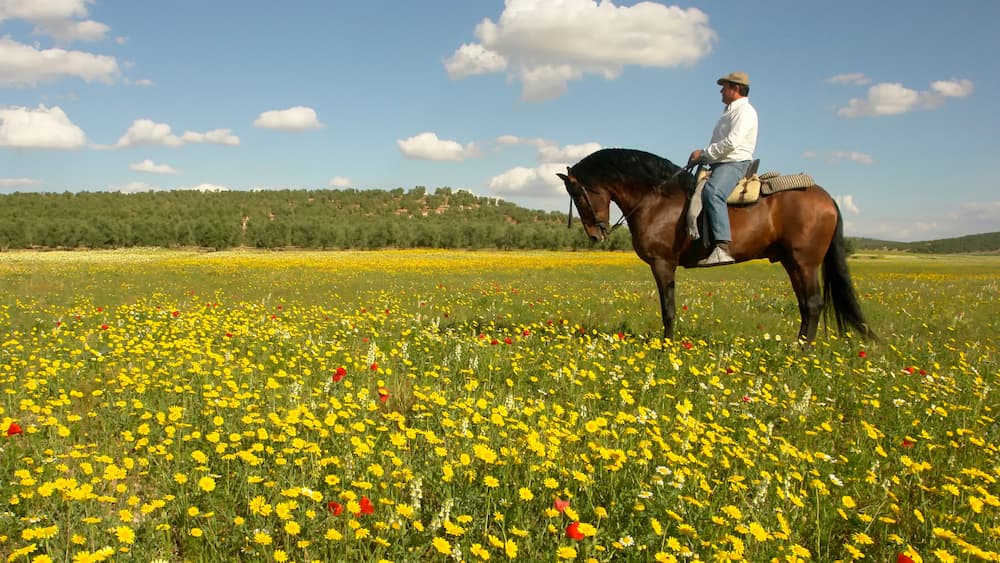 Конные забавы