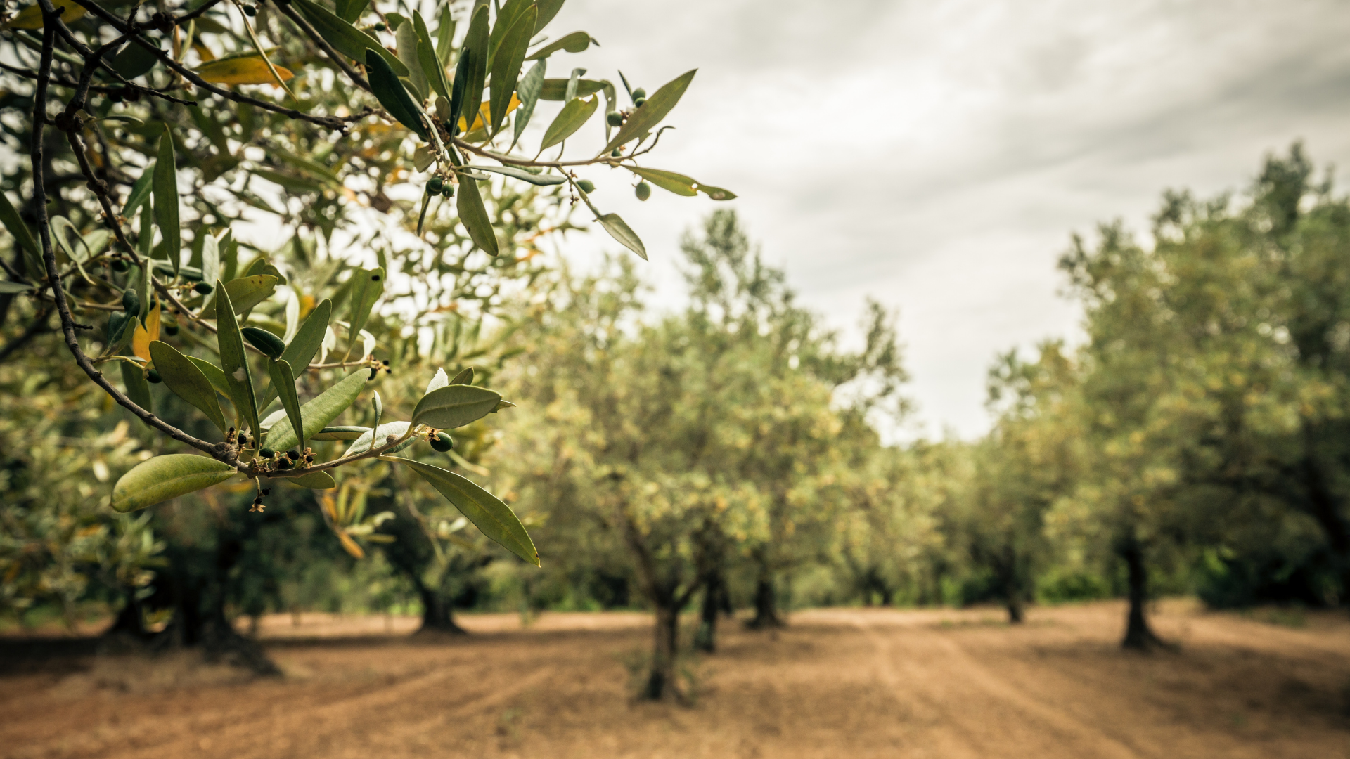 С миру по нитке