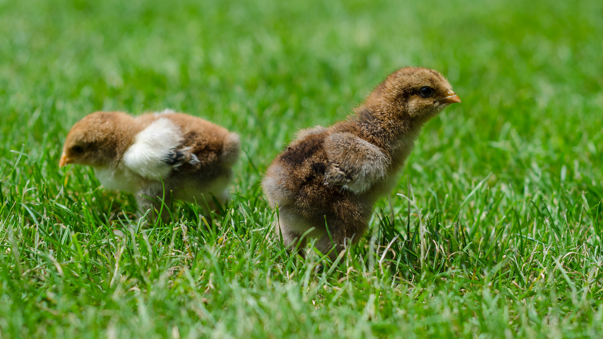 Зоомалыши. Сезон 2