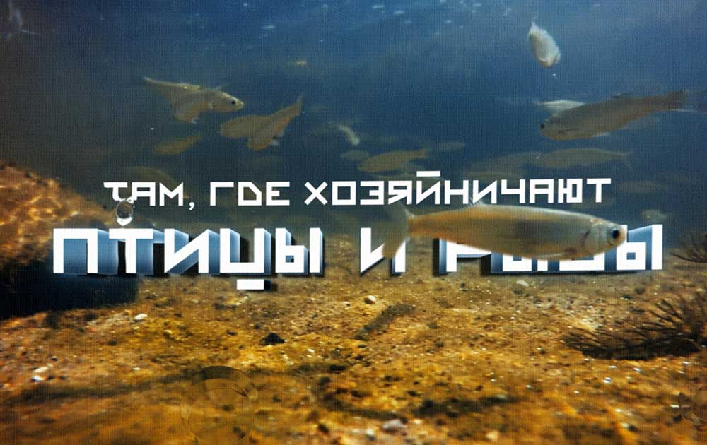 Там, где хозяйничают птицы и рыбы