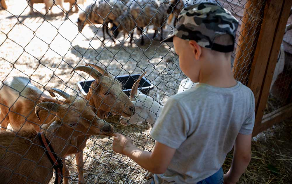 Они такие домашние