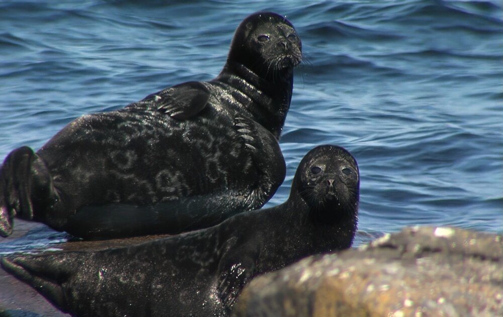 Моя неизвестная страна