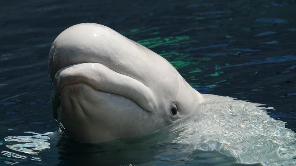 Белое море. Белый кит