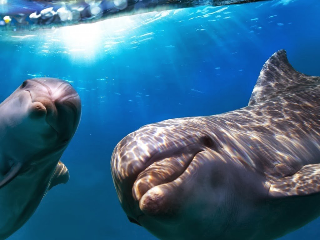 Хвостатые помощники