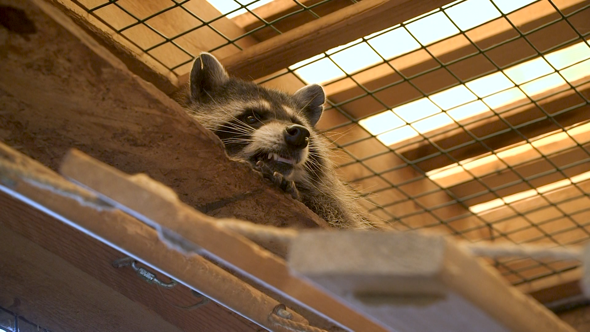 Дом с хвостом