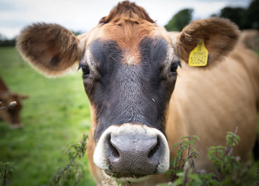 Домашняя ферма