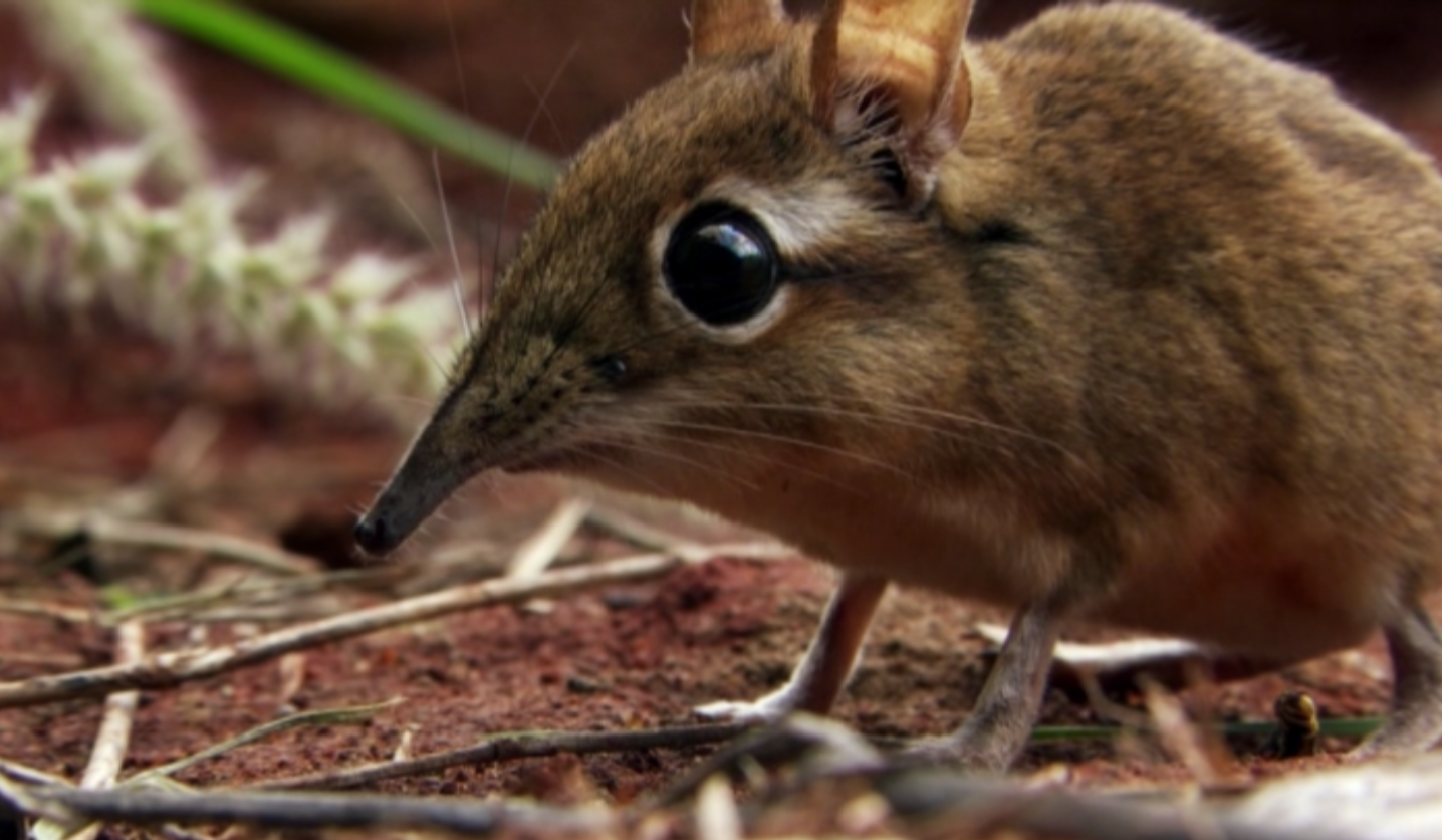 Мир диких животных