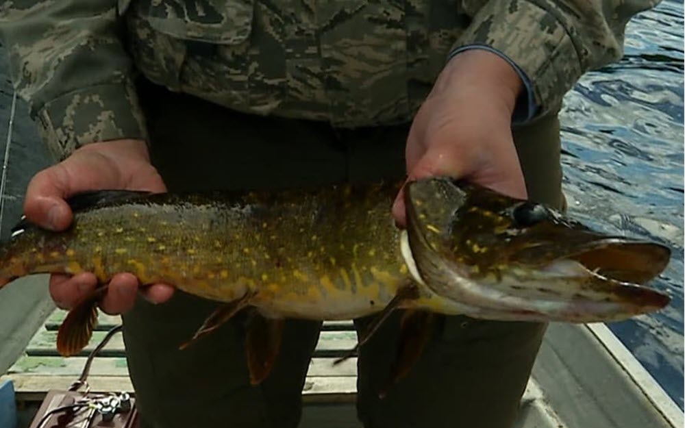 Видеокарта уловистых мест. Сезон 7