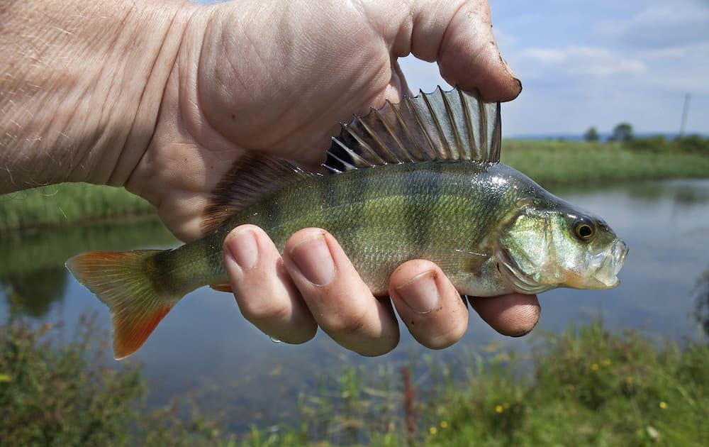 Не за рыбой, а на рыбалку!
