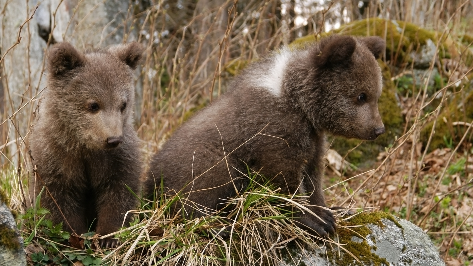 Вернуться в лес