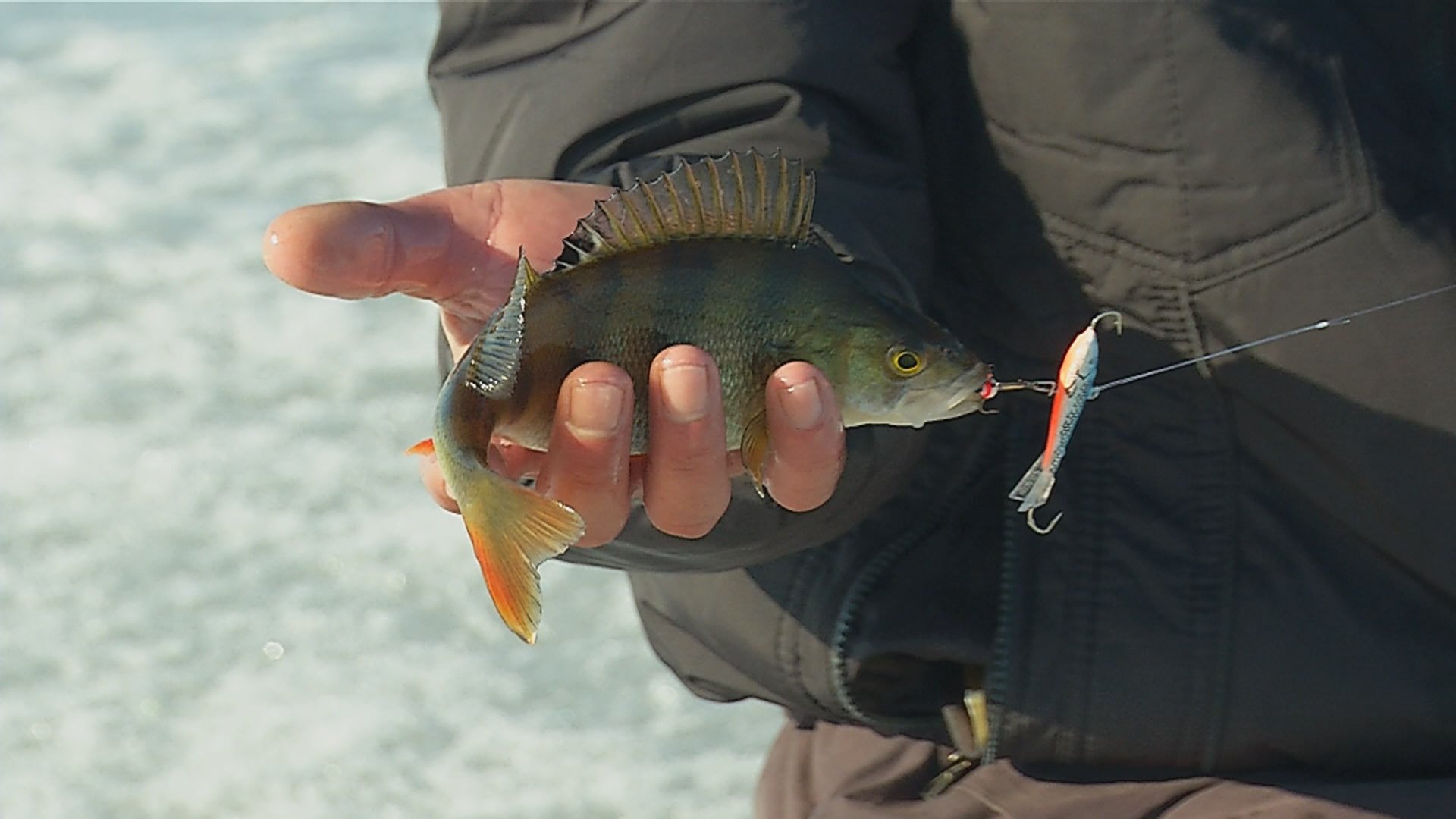 Видеокарта уловистых мест. Сезон 4