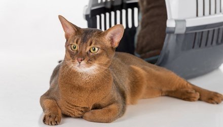 Все любят котиков