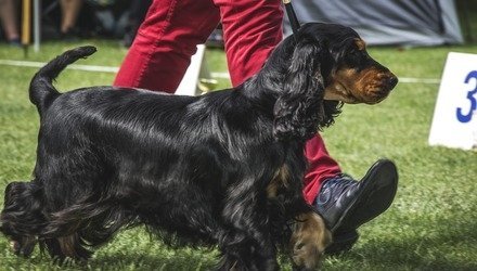 Ярмарка тщеславия