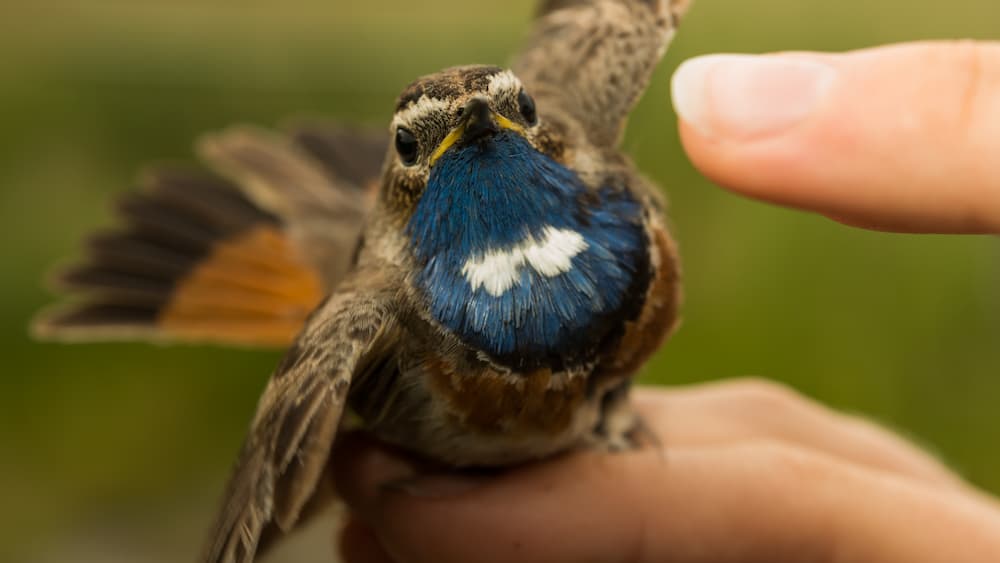 Животных дел мастер. Сезон 2