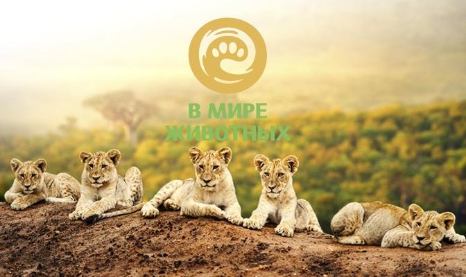 В мире животных